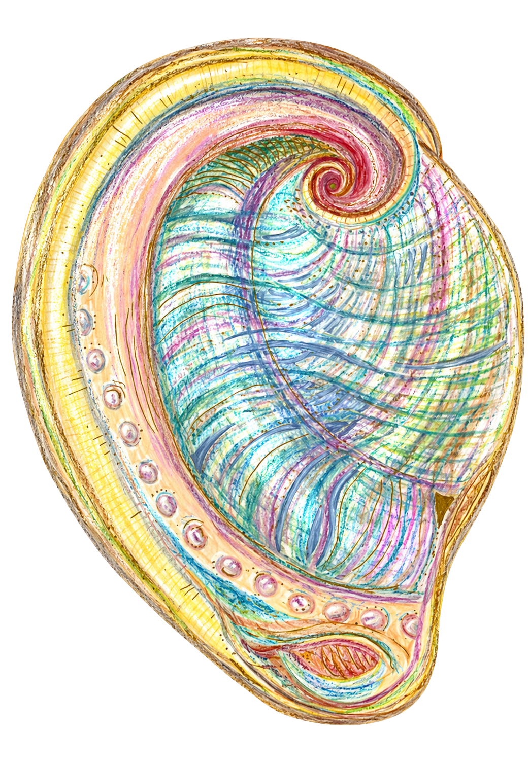 Abalone Muschel Illustration